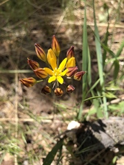 Triteleia lemmoniae