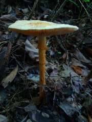 Saproamanita manicata