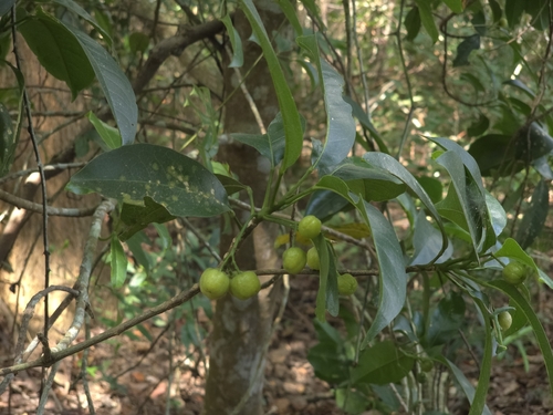 Acronychia pedunculata observed 2026-09-28