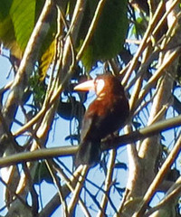 Galbalcyrhynchus leucotis