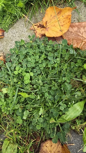 Black Medick