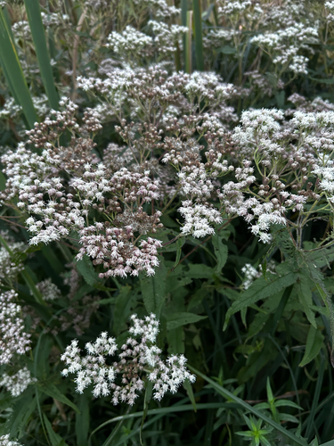 common boneset