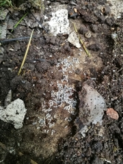 Aphaenogaster subterranea