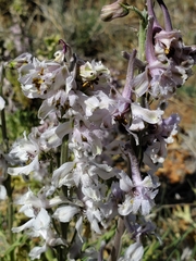 Delphinium wootonii