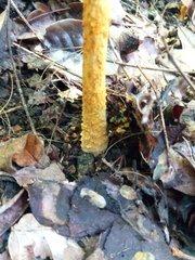 Saproamanita manicata