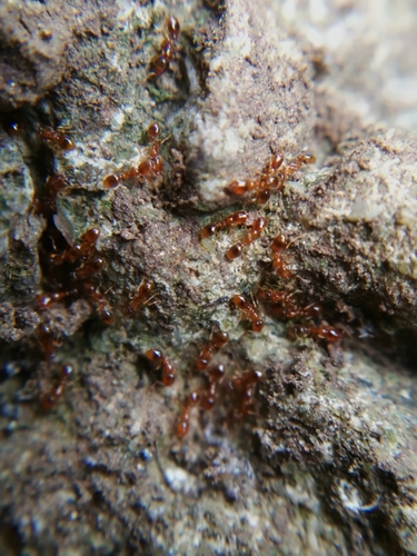 Common European Thief Ant
