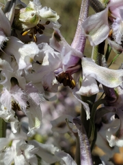 Delphinium wootonii