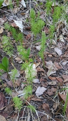 Equisetum sylvaticum image