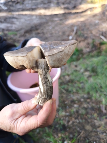 Brown Birch-bolete