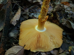 Saproamanita manicata