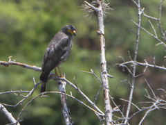 Rupornis magnirostris