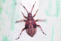Deraeocoris olivaceus