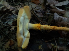 Saproamanita manicata