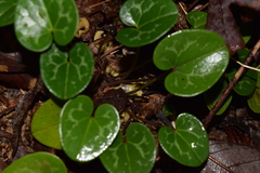 Hexastylis naniflora