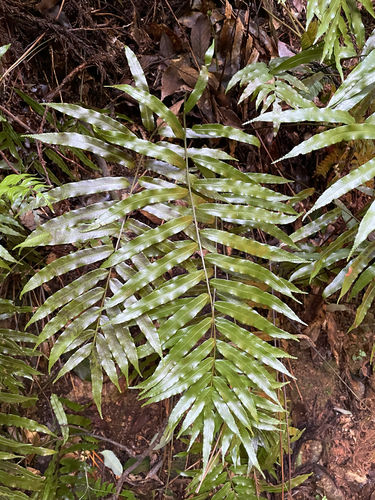 Plagiogyria euphlebia observed 2026-10-01