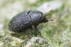 Hylesinus crenatus