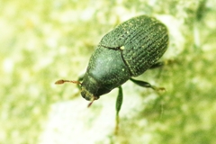 Hylesinus crenatus