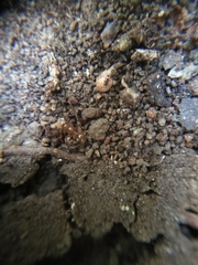 Aphaenogaster subterranea