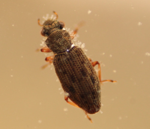 Hydrochus, 2026-09-29