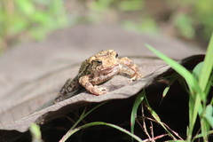 Ingerophrynus biporcatus
