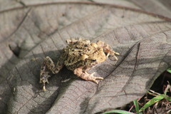 Ingerophrynus biporcatus