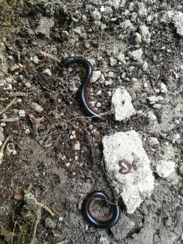 Pachyiulus oenologus