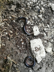 Pachyiulus oenologus