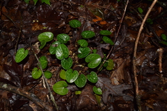 Hexastylis naniflora