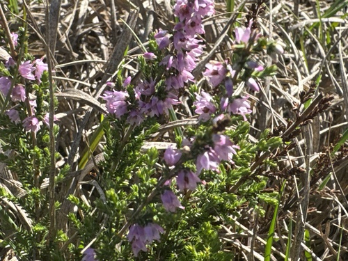 common heather