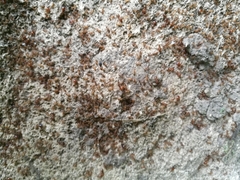 Aphaenogaster subterranea