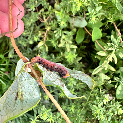 Snowberry Clearwing