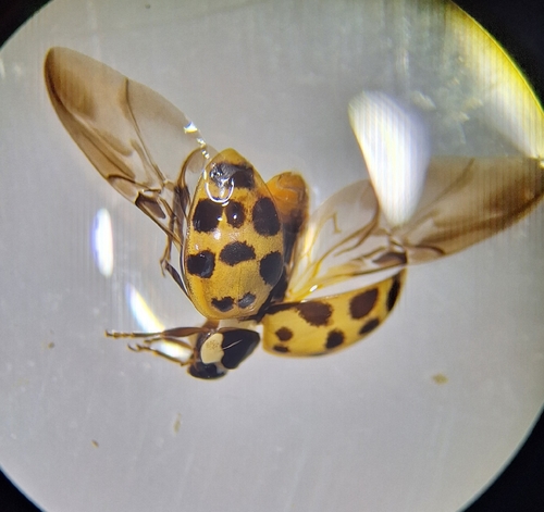 Asian Lady Beetle