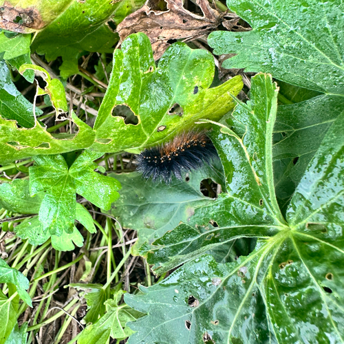 Salt Marsh Moth