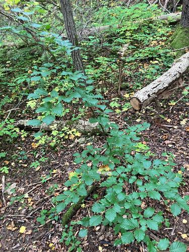 European beech