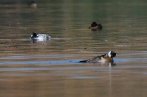 White-headed Duck