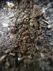 Aphaenogaster subterranea