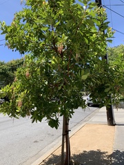 Arbutus × andrachnoides