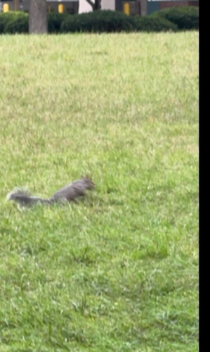 Eastern Gray Squirrel