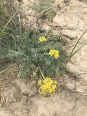Lomatium foeniculaceum