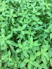 Lysimachia clethroides