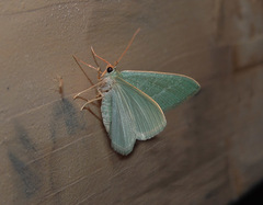 Phaiogramma etruscaria
