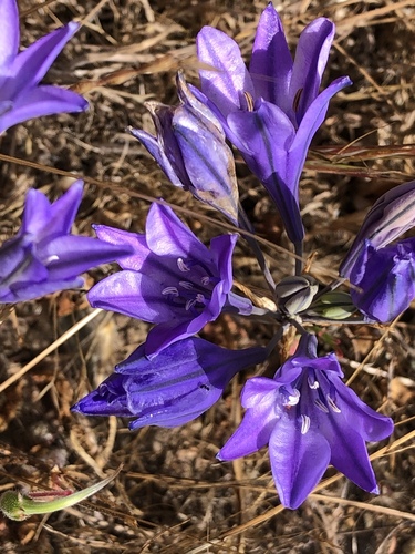 Triteleia laxa