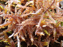 Sarmentypnum sarmentosum