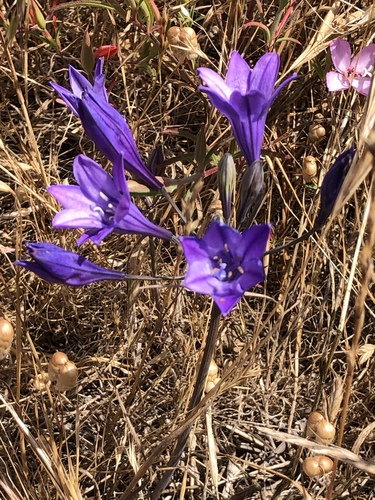 Triteleia laxa
