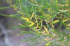 Acacia torulosa