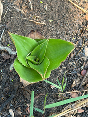 alanbedfordshaw, CC BY-SA, iNaturalist via GBIF Aloe buettneri, photograph alanbedfordshaw, CC BY-SA, iNaturalist via GBIF