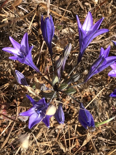 Triteleia laxa