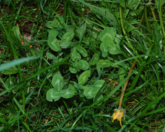Trifolium pratense