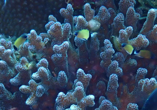 Chromis retrofasciata observed 2026-10-01