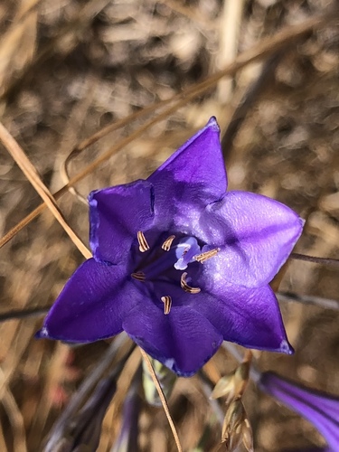 Triteleia laxa